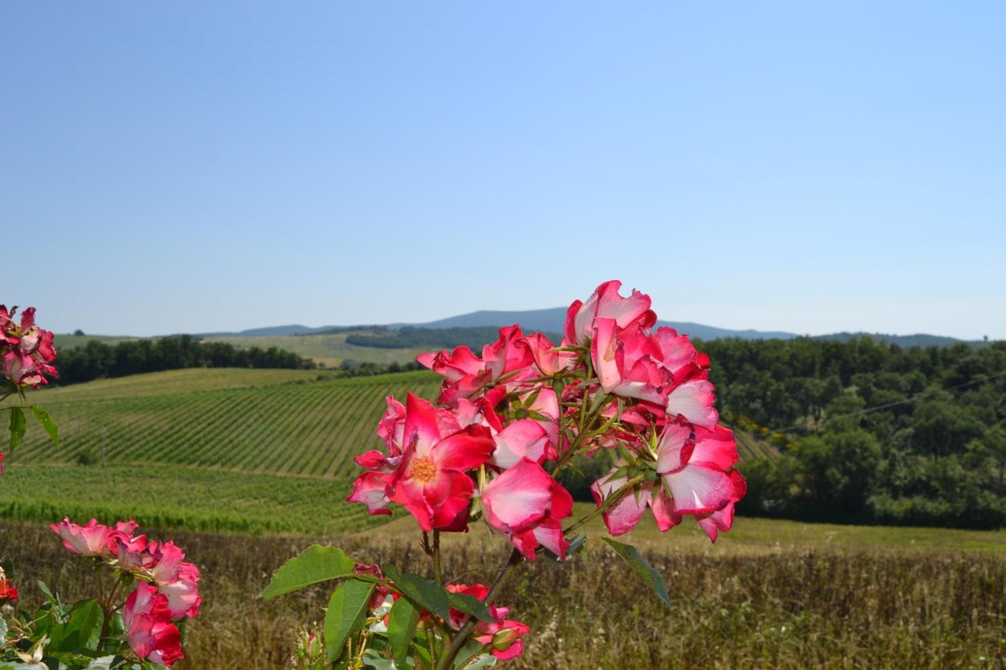 Agriturismo Cignanbianco 카스텔리나인키안티 외부 사진
